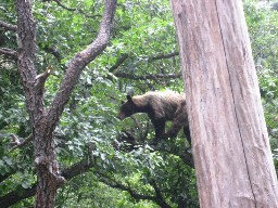 Bear and Cub by Clarks Fork